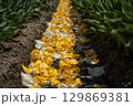 刈り取られたチューリップの花【チューリップの摘み取り】 129869381