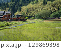 田園を走る九頭竜線の電車 129869398