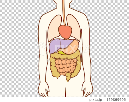 身體內部插圖 129869496