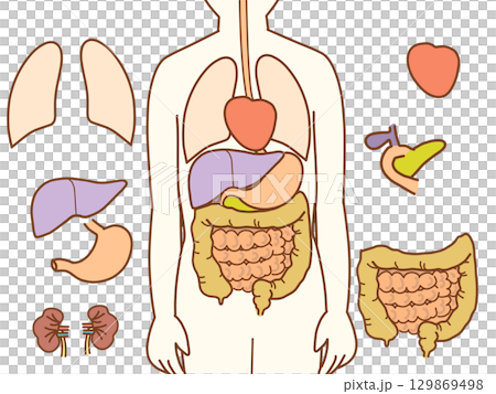 体内イラスト 体内内臓パーツ 体内イラスト 体内内臓パーツ 129869498