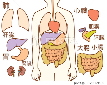 体内イラスト　パーツ文字付 129869499