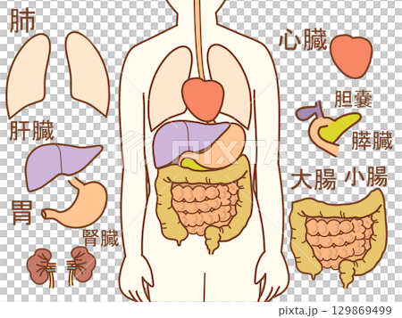 Internal body illustration with parts and text 129869499