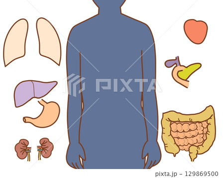 体内イラスト　体内素材パズル　位置にパーツを置く 129869500