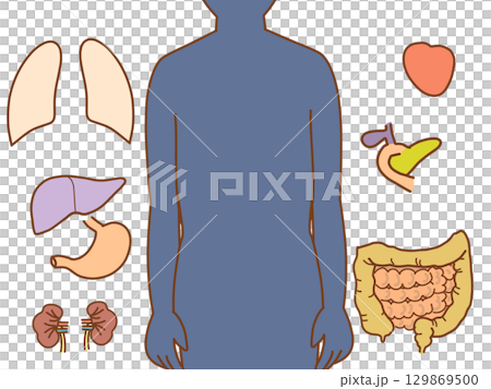 体内イラスト　体内素材パズル　位置にパーツを置く 129869500