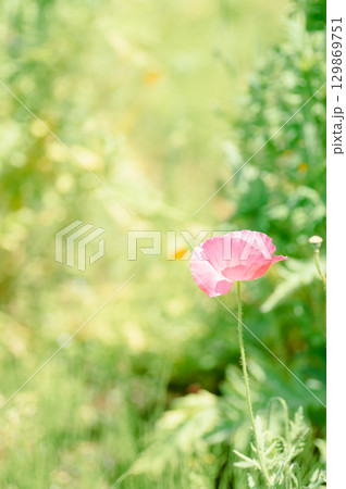 春　やわらかな光の中で咲くピンクのシャーレーポピー　縦構図 129869751
