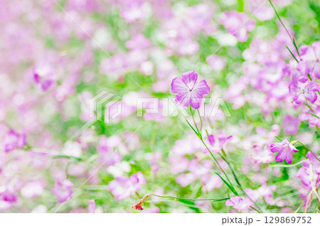 春　可愛いムギナデシコの花畑 129869752