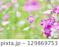 春　光の中で咲くムギナデシコの花 129869753