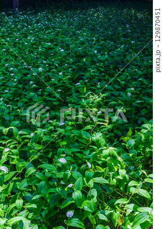 静岡県周智郡森町鍛治島　山里の風景 129870451
