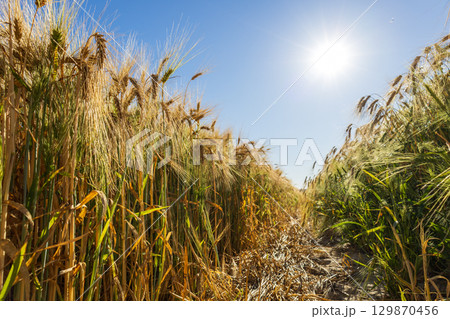 Golden wheat stalks stretch towards the bright sun in a clear blue sky, signaling the beauty of the harvest season in a rural landscape 129870456
