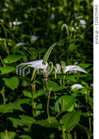 静岡県周智郡森町鍛治島　山里の風景 129870468