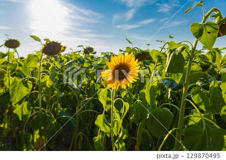 A single sunflower blooms amidst lush green leaves in a vast field, illuminated by sunlight on a clear day A single sunflower blooms amidst lush green leaves in a vast field, illuminated by sunlight on a clear day 129870495