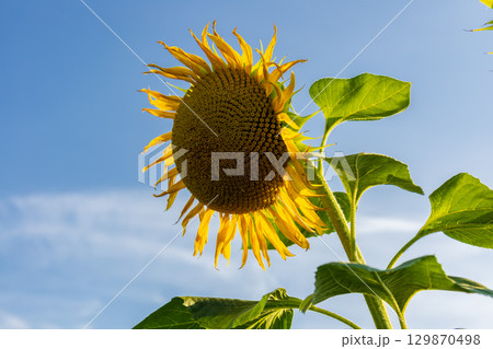 A vibrant sunflower reaches for sunlight, its petals glowing against a bright blue sky, framed by lush green leaves in the warm afternoon 129870498