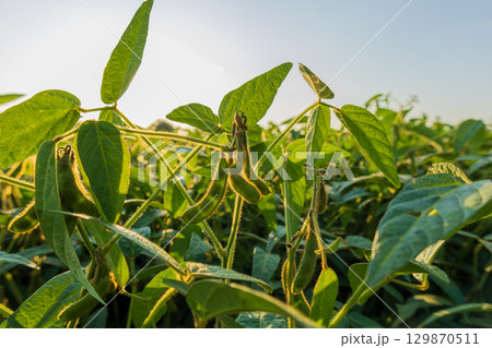 Green soybean plants with pods are thriving in an extensive field, illuminated by warm sunlight during the late afternoon 129870511