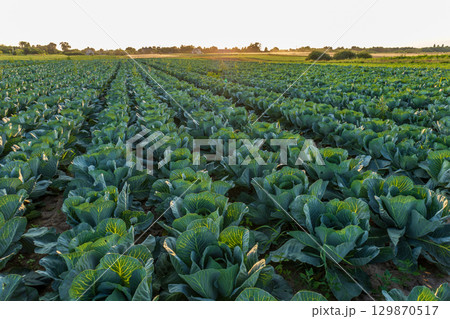 Lush green cabbage fields stretch across the countryside as the sun sets, casting warm light on the healthy crops 129870517