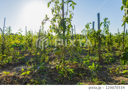 Rows of healthy tomato plants bask in bright sunlight on a warm day, showcasing rich green foliage and developing fruits 129870534
