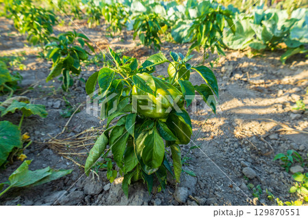 Lush green pepper plants thrive in a vegetable garden, basking under warm sunlight on a clear summer day, showcasing their growth 129870551