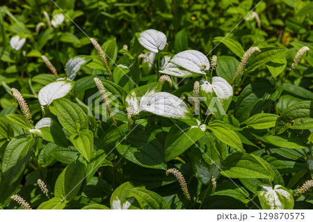 静岡県周智郡森町鍛治島　山里の風景 129870575