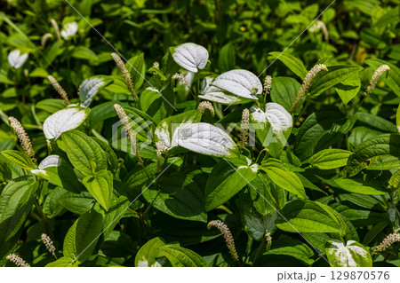 静岡県周智郡森町鍛治島 山里の風景 静岡県周智郡森町鍛治島 山里の風景 129870576