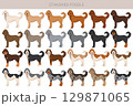 Standard poodle dogs clipart. All coat colors set 129871065