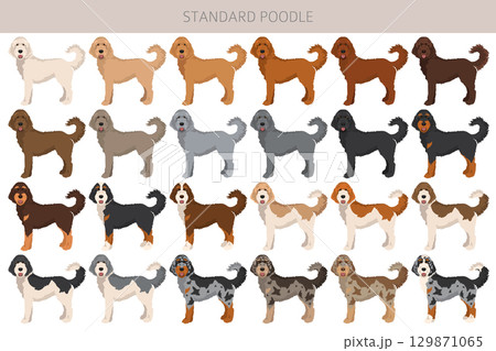 Standard poodle dogs clipart. All coat colors set 129871065