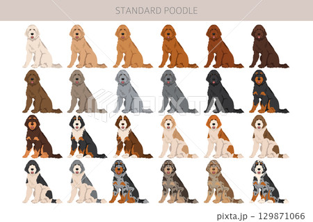 Standard poodle dogs clipart. All coat colors set 129871066