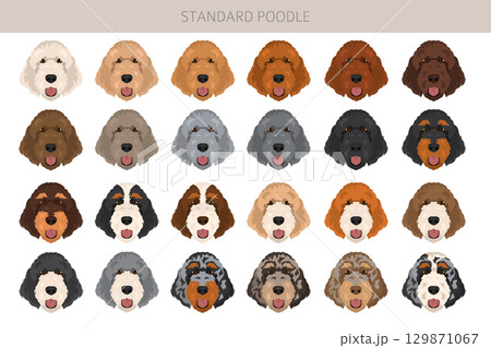 Standard poodle dogs clipart. All coat colors set Standard poodle dogs clipart. All coat colors set 129871067