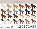 Miniature poodle clipart. Different coat colors infographics 129871089