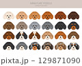 Miniature poodle clipart. Different coat colors infographics 129871090