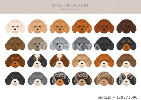 Miniature poodle clipart. Different coat colors infographics 129871090