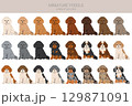 Miniature poodle clipart. Different coat colors infographics 129871091