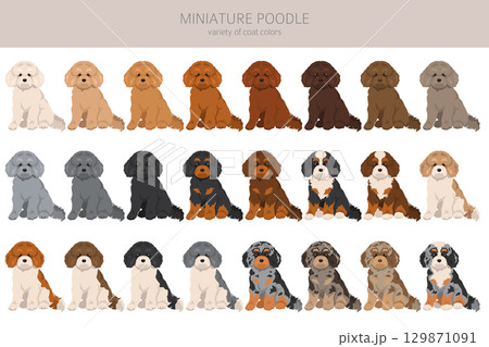 Miniature poodle clipart. Different coat colors infographics Miniature poodle clipart. Different coat colors infographics 129871091