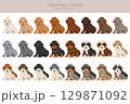 Miniature poodle clipart. Different coat colors infographics 129871092