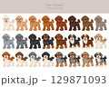 Toy poodle clipart. Different coat colors set 129871093