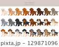 Toy poodle clipart. Different coat colors set 129871096