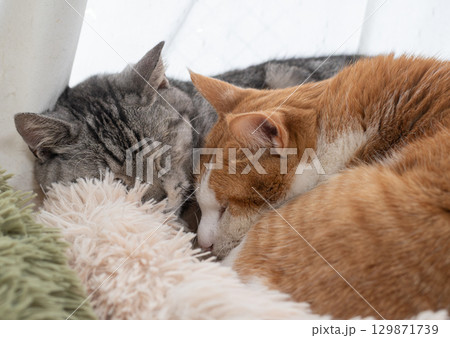 窓辺で眠る二匹の猫 129871739