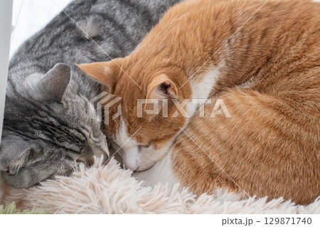 窓辺で眠る二匹の猫 窓辺で眠る二匹の猫 129871740