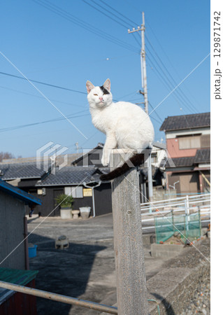 木の棒の上で座る猫 木の棒の上で座る猫 129871742