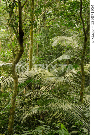 Forest in Cuc Phuong National Park. Forest in Cuc Phuong National Park. 129871954