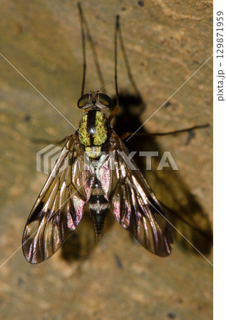 Snipe fly Chrysopilus sp. Snipe fly Chrysopilus sp. 129871959