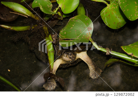 Eastern black-bridged leaf turtle. 129872002
