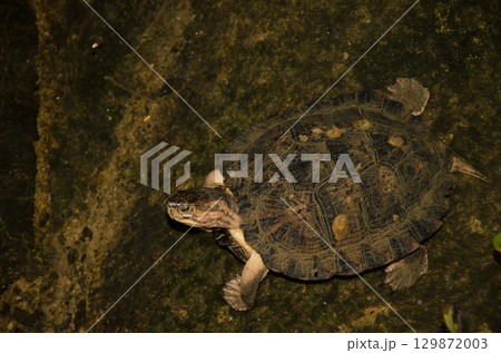 Eastern black-bridged leaf turtle. 129872003