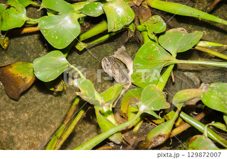 Eastern black-bridged leaf turtle. Eastern black-bridged leaf turtle. 129872007