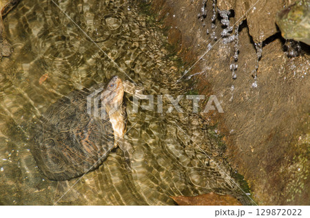 Eastern black-bridged leaf turtle. Eastern black-bridged leaf turtle. 129872022