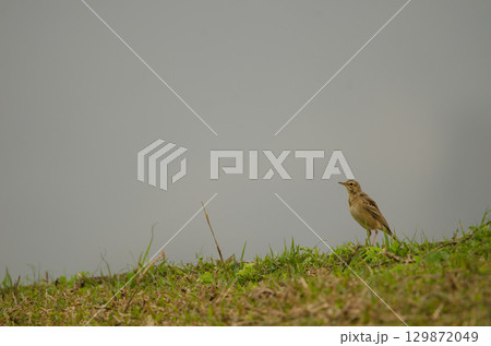 Paddyfield pipit Anthus rufus. Paddyfield pipit Anthus rufus. 129872049