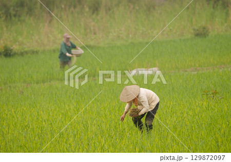 Women working in a paddy field. 129872097