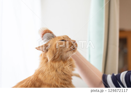 ネコにブラシをかける 茶トラ猫 ネコにブラシをかける 茶トラ猫 129872117