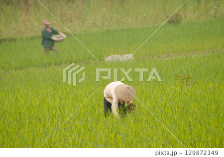 Women working in a paddy field. Women working in a paddy field. 129872149