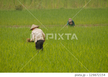 Women working in a paddy field. Women working in a paddy field. 129872154