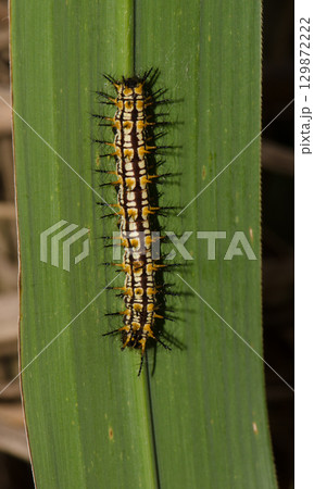 Caterpillar of yellow coster. 129872222