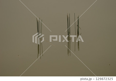 Aquatic plants and their reflection. Aquatic plants and their reflection. 129872325